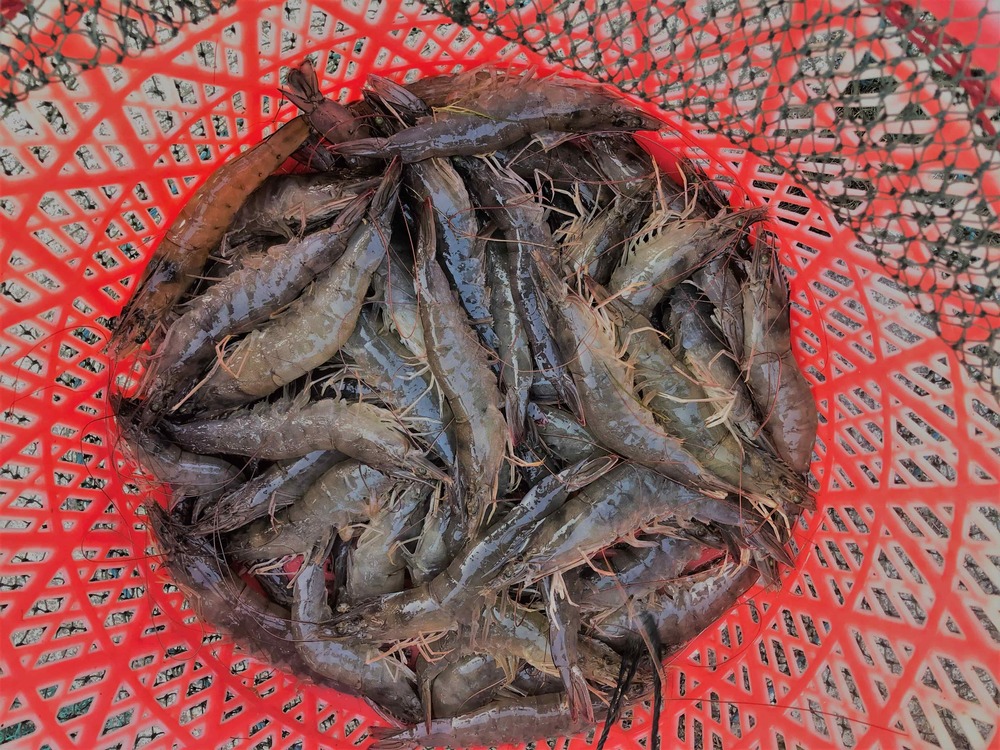 Healthy Shrimp Inspection (種蝦篩選服務平臺) set up a database based on little shrimp samples.