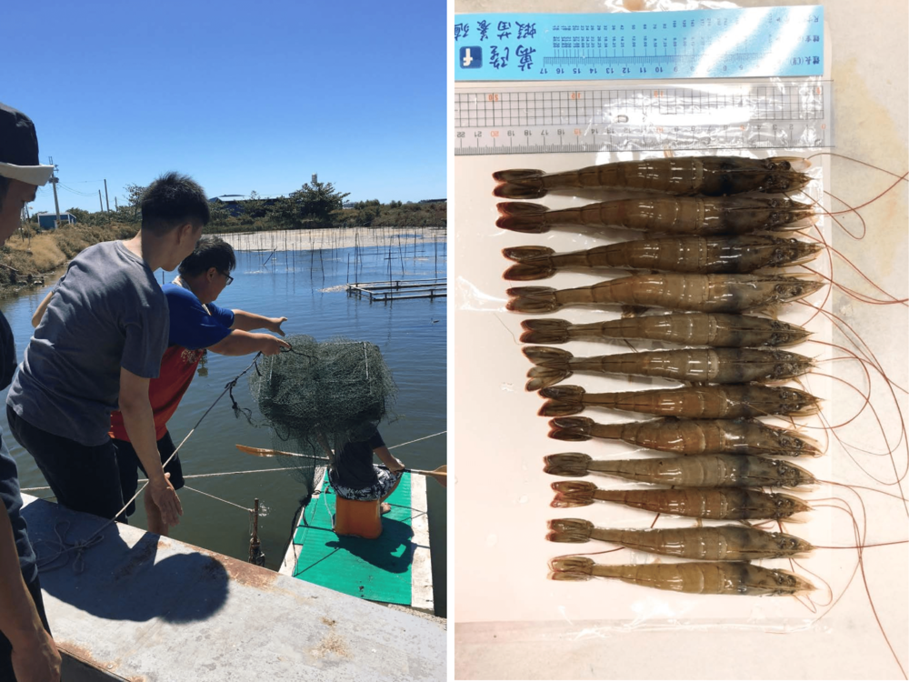 They collected data to help the shrimp farmers to breed highly healthy shrimps.
